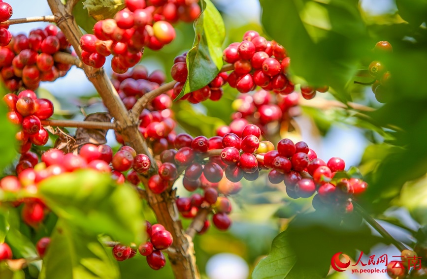 قهوة منغليان تتربع على عرش القهوة عالية الجودة في يوننان بنسبة 71%