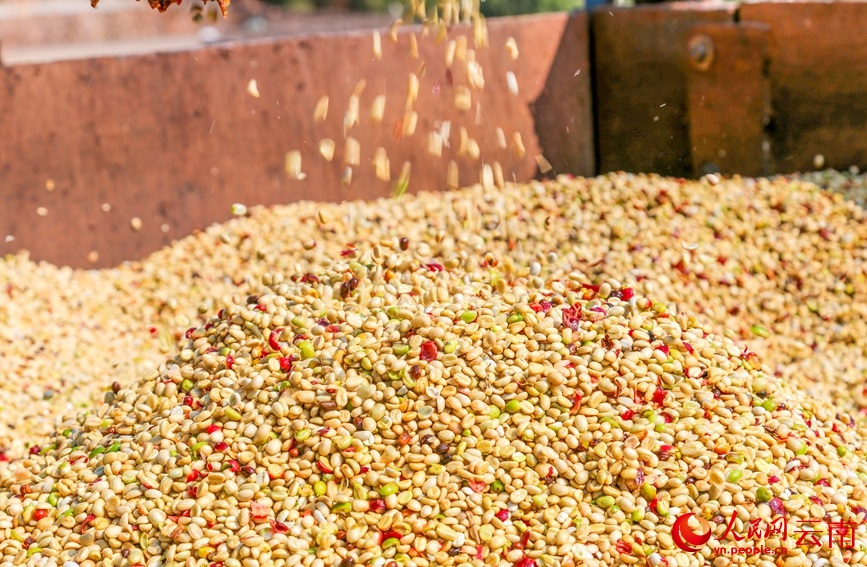 قهوة منغليان تتربع على عرش القهوة عالية الجودة في يوننان بنسبة 71%