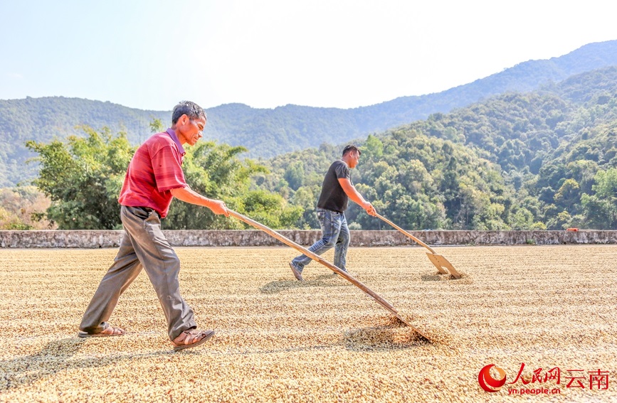قهوة منغليان تتربع على عرش القهوة عالية الجودة في يوننان بنسبة 71%