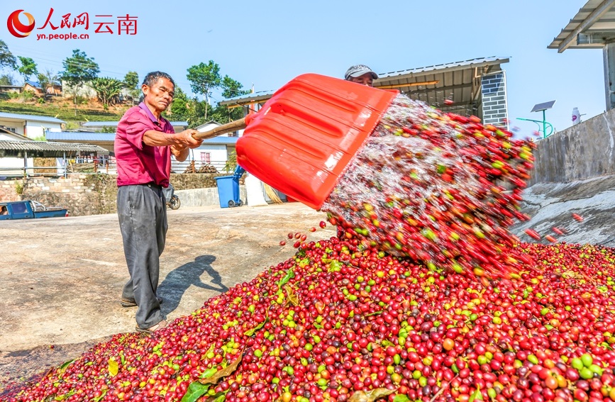 قهوة منغليان تتربع على عرش القهوة عالية الجودة في يوننان بنسبة 71%
