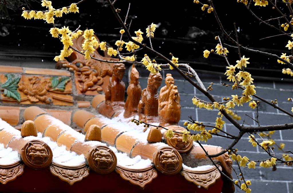 الصورة: أزهار البرقوق تزين بجمالها شتاء الصين