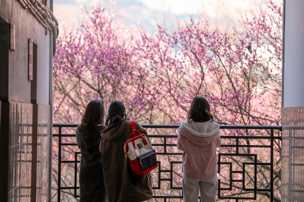 الصورة: أزهار البرقوق تزين بجمالها شتاء الصين