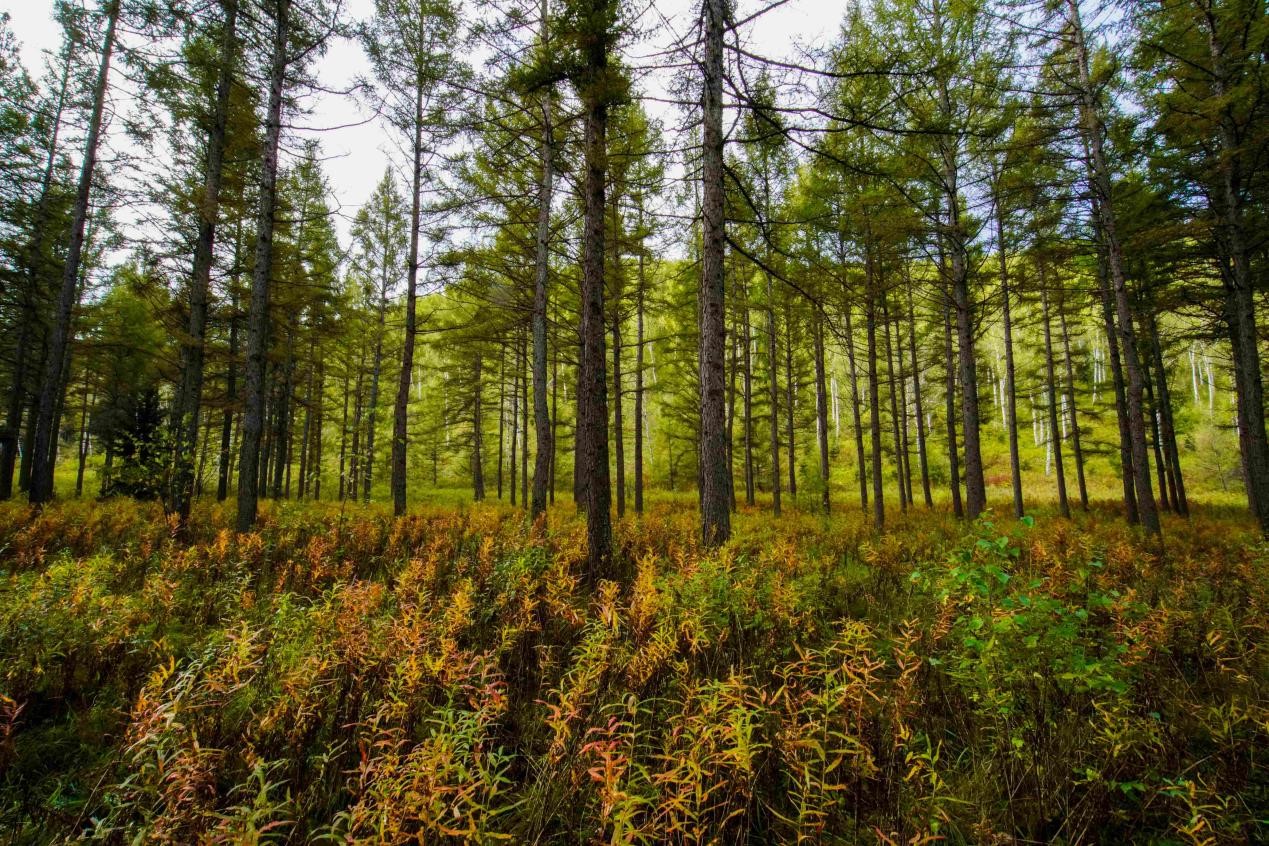 غابات سايهانبا الاصطناعية. تصوير ليو مان تسنغ