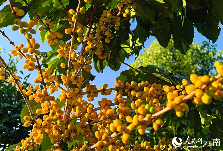 شوانغجيانغ، يوننان: ثمار البن الحمراء والذهبية تُغطي سفوح التلال، ومزارعو البن يرحبون بموسم حصاد وفير