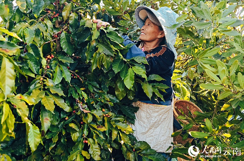 شوانغجيانغ، يوننان: ثمار البن الحمراء والذهبية تُغطي سفوح التلال، ومزارعو البن يرحبون بموسم حصاد وفير