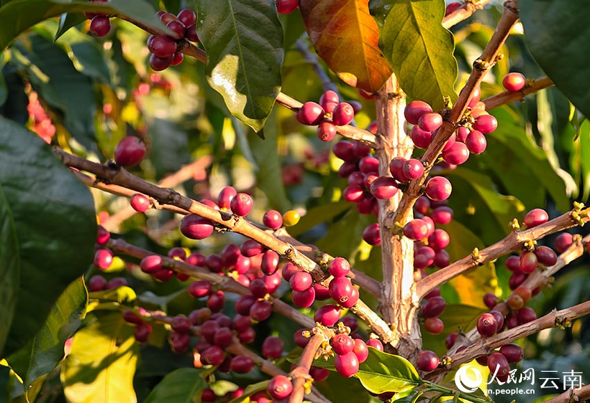 شوانغجيانغ، يوننان: ثمار البن الحمراء والذهبية تُغطي سفوح التلال، ومزارعو البن يرحبون بموسم حصاد وفير
