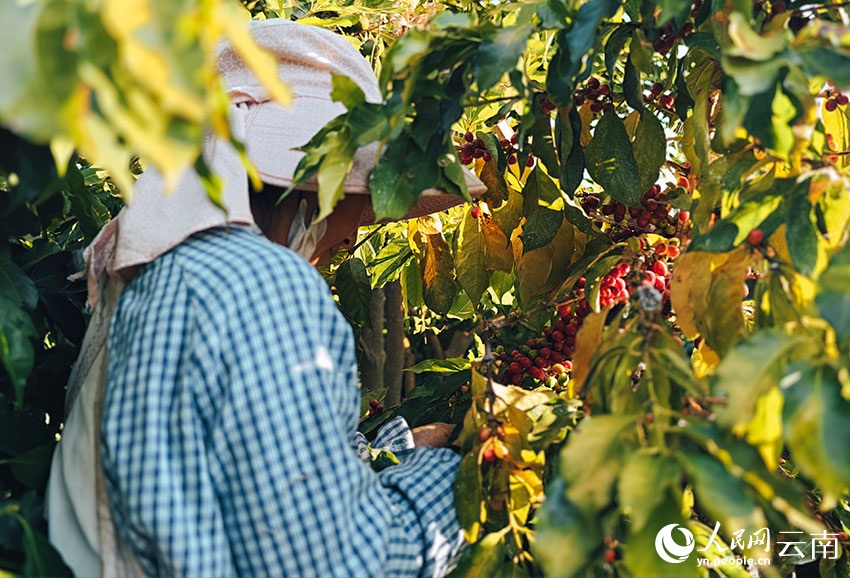 شوانغجيانغ، يوننان: ثمار البن الحمراء والذهبية تُغطي سفوح التلال، ومزارعو البن يرحبون بموسم حصاد وفير