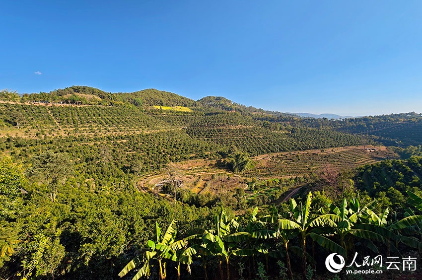 شوانغجيانغ، يوننان: ثمار البن الحمراء والذهبية تُغطي سفوح التلال، ومزارعو البن يرحبون بموسم حصاد وفير