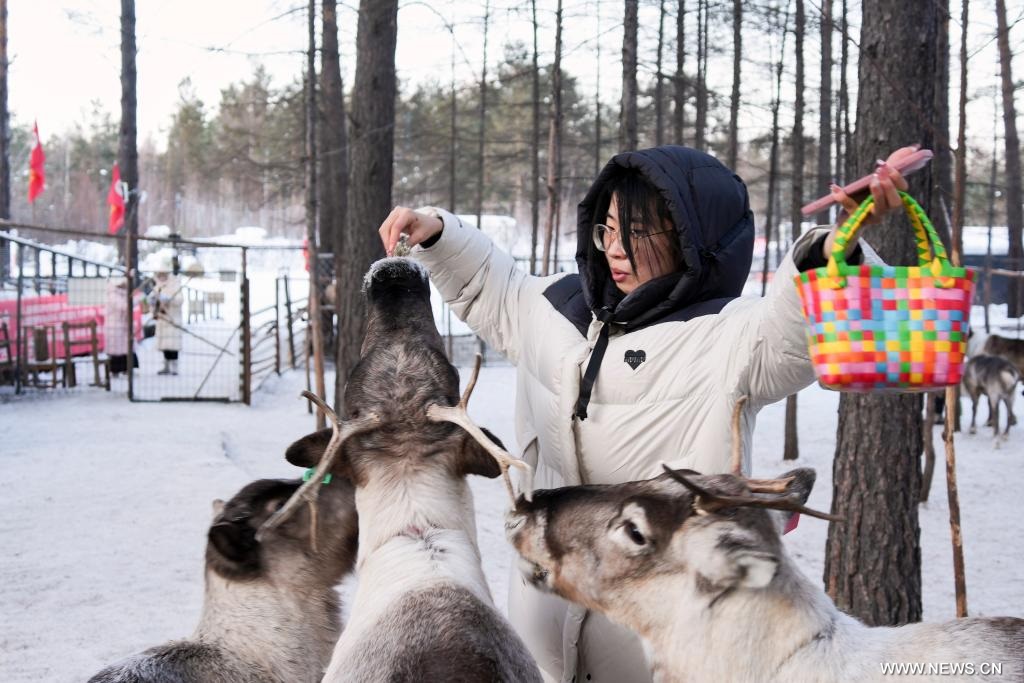 غزلان الرنة في قرية بيجي بشمال شرقي الصين