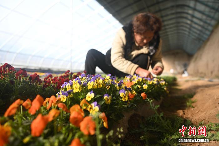 يوتشونغ تُزوّد السوق الصينية بـ14 صنفا من الزهور الصالحة للأكل