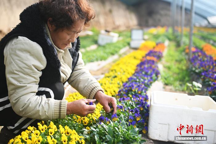 يوتشونغ تُزوّد السوق الصينية بـ14 صنفا من الزهور الصالحة للأكل