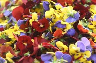 يوتشونغ تُزوّد السوق الصينية بـ14 صنفا من الزهور الصالحة للأكل