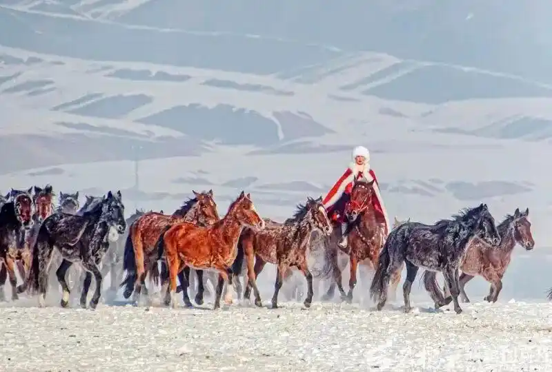 زهرة 'جياولونغ'.. سلالة جديدة من الورود تكريماً لإسهامات الرفيقة خه جياولونغ
