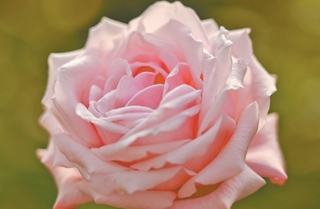 زهرة 'جياولونغ'.. سلالة جديدة من الورود تكريماً لإسهامات الرفيقة خه جياولونغ