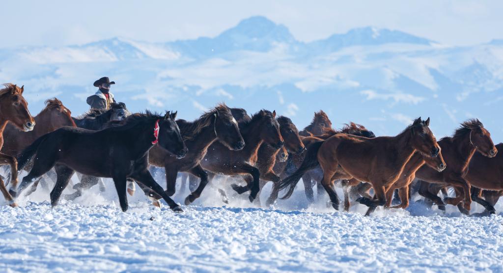 الصور: الخيول في منطقة شينجيانغ الصينية