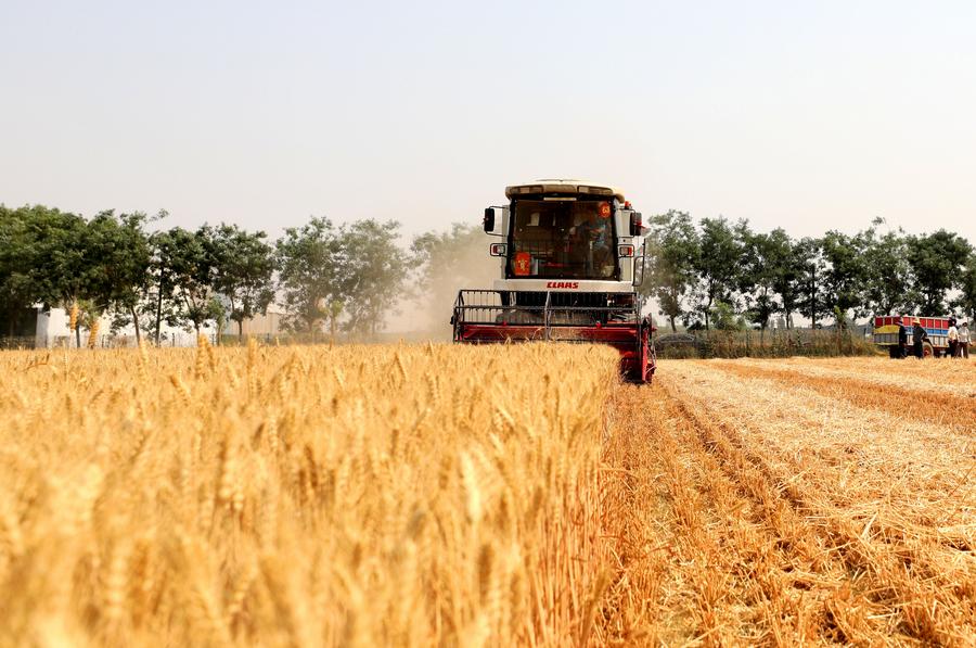 للعام الثاني على التوالي، إنتاج الصين من الحبوب يتجاوز 700 مليون طن