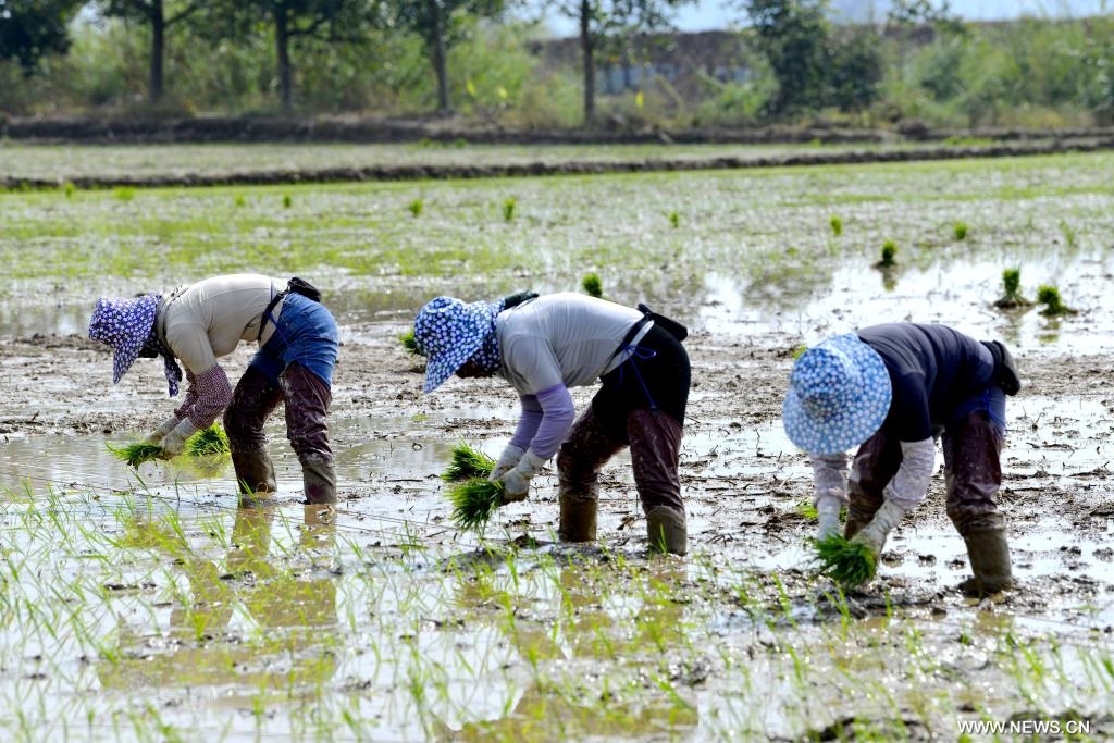 الموسم الزراعي في الصين