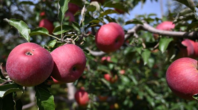 الصين أكبر منتج ومستهلك للتفاح في العالم