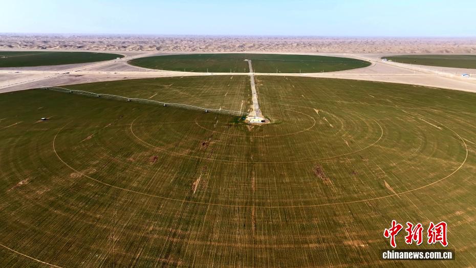 شينجيانغ تنجح في إنبات القمح الشتوي بنسبة تفوق 90% على حافة صحراء تاكلامكان