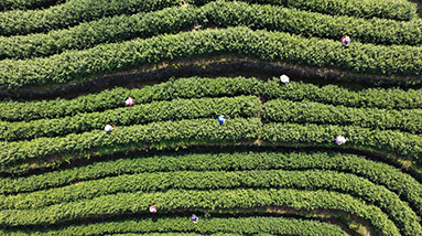 الصورة: موسم حصاد الشاي بشرقي الصين