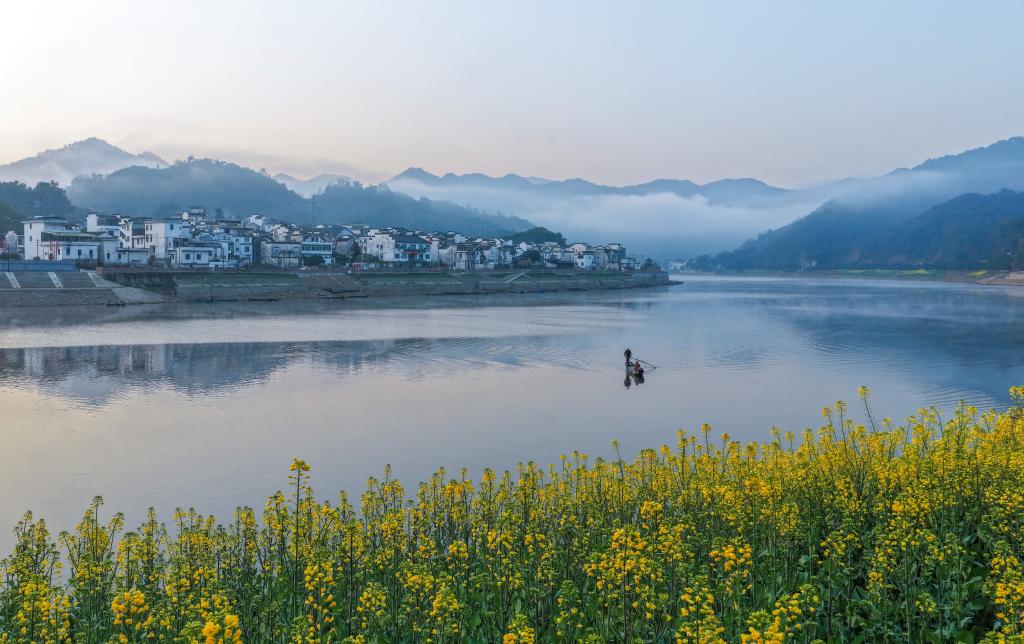 الصورة: أزهار اللفت المتفتحة على ضفاف نهر شينآن بمقاطعة آنهوي شرقي الصين