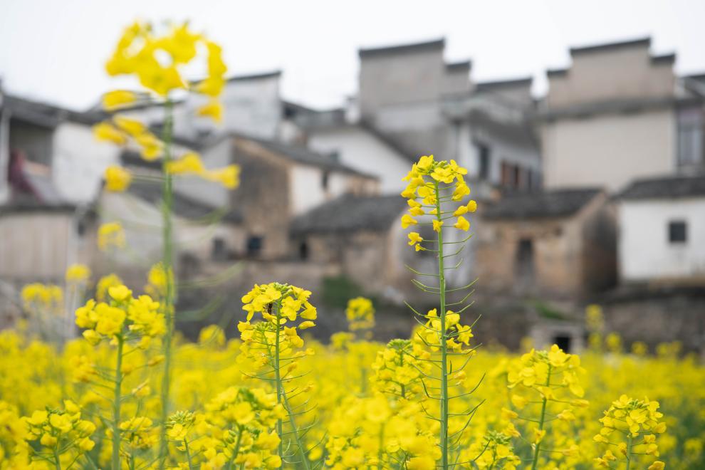 الصورة: أزهار اللفت المتفتحة على ضفاف نهر شينآن بمقاطعة آنهوي شرقي الصين