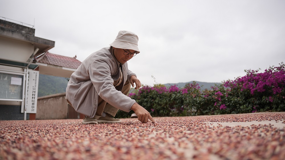 مسؤول يحوّل الذرة الحمراء إلى لوحات فنية للترويج لقريته