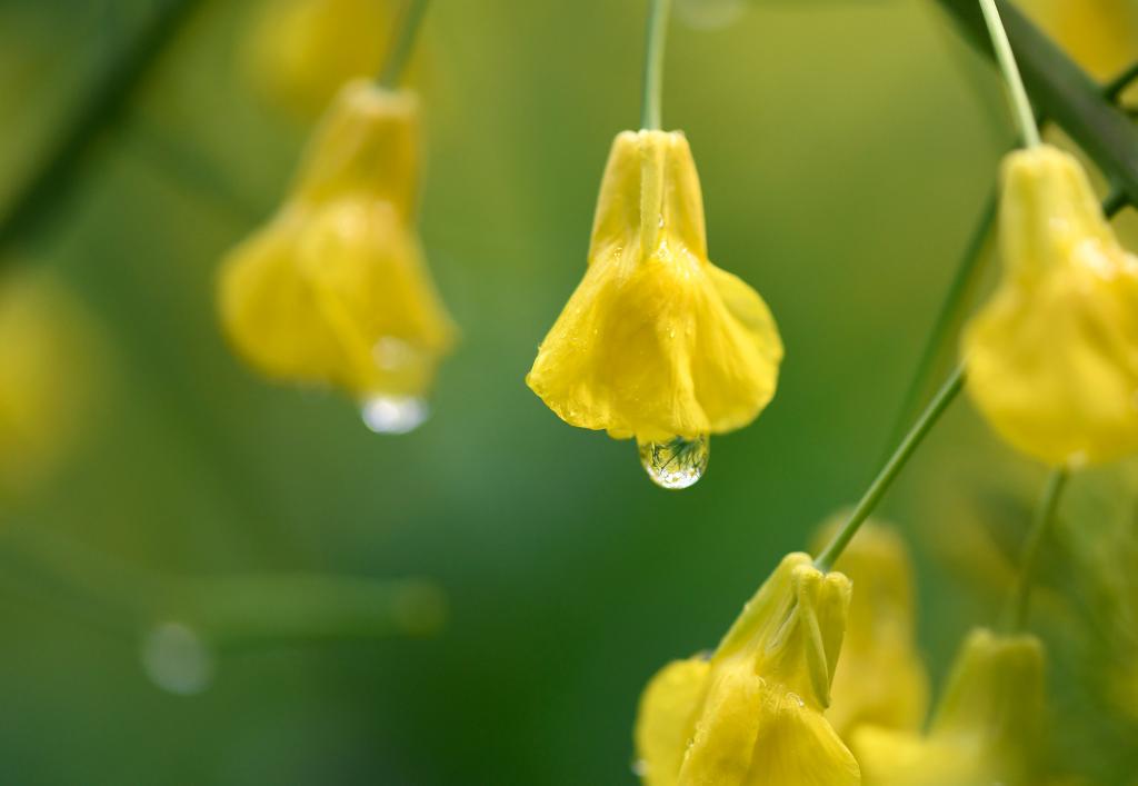 الصورة: تفتح زهور السلجم في شرقي الصين