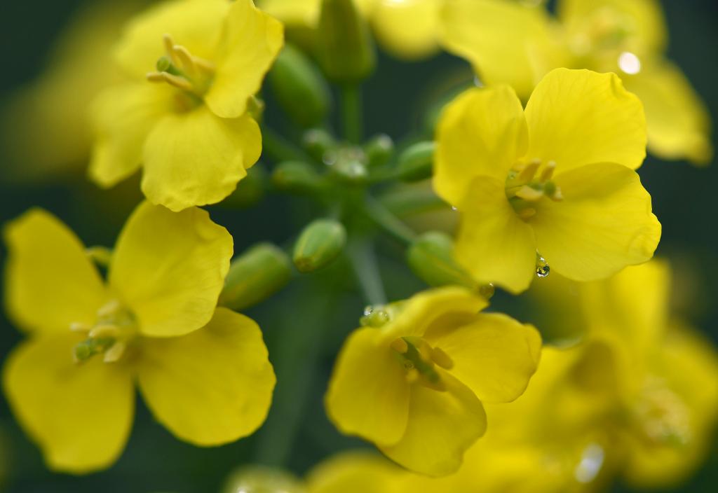 الصورة: تفتح زهور السلجم في شرقي الصين