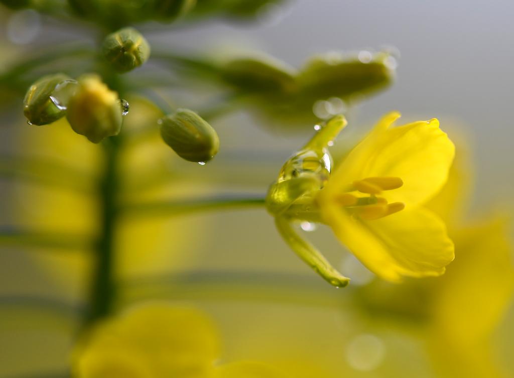 الصورة: تفتح زهور السلجم في شرقي الصين