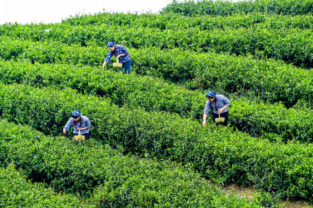 الصورة : حصاد أوراق الشاي في الربيع في جنوب غربي الصين