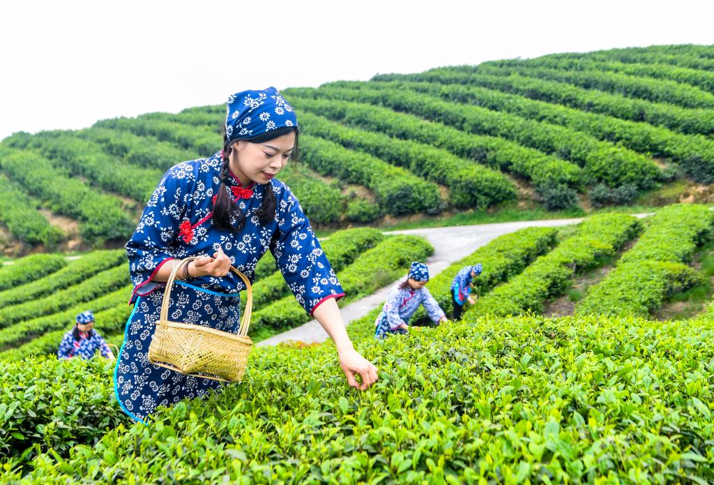 الصورة : حصاد أوراق الشاي في الربيع في جنوب غربي الصين
