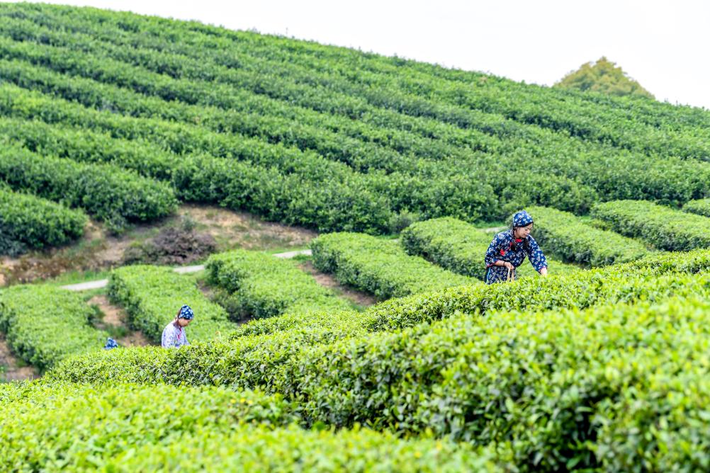 الصورة : حصاد أوراق الشاي في الربيع في جنوب غربي الصين