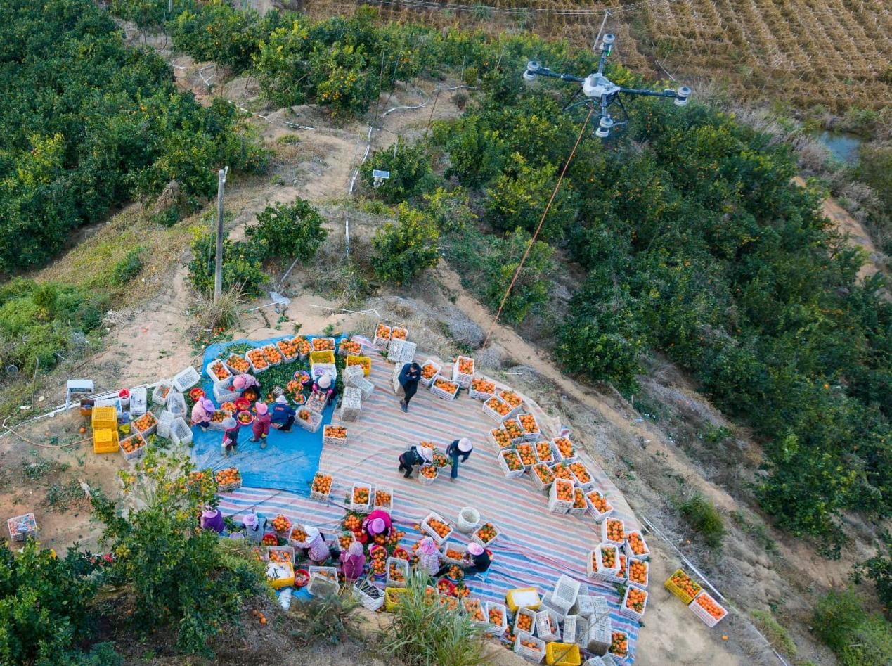 من الصين إلى العالم: الحمضيات الصغيرة تعبق في الأسواق الدولية