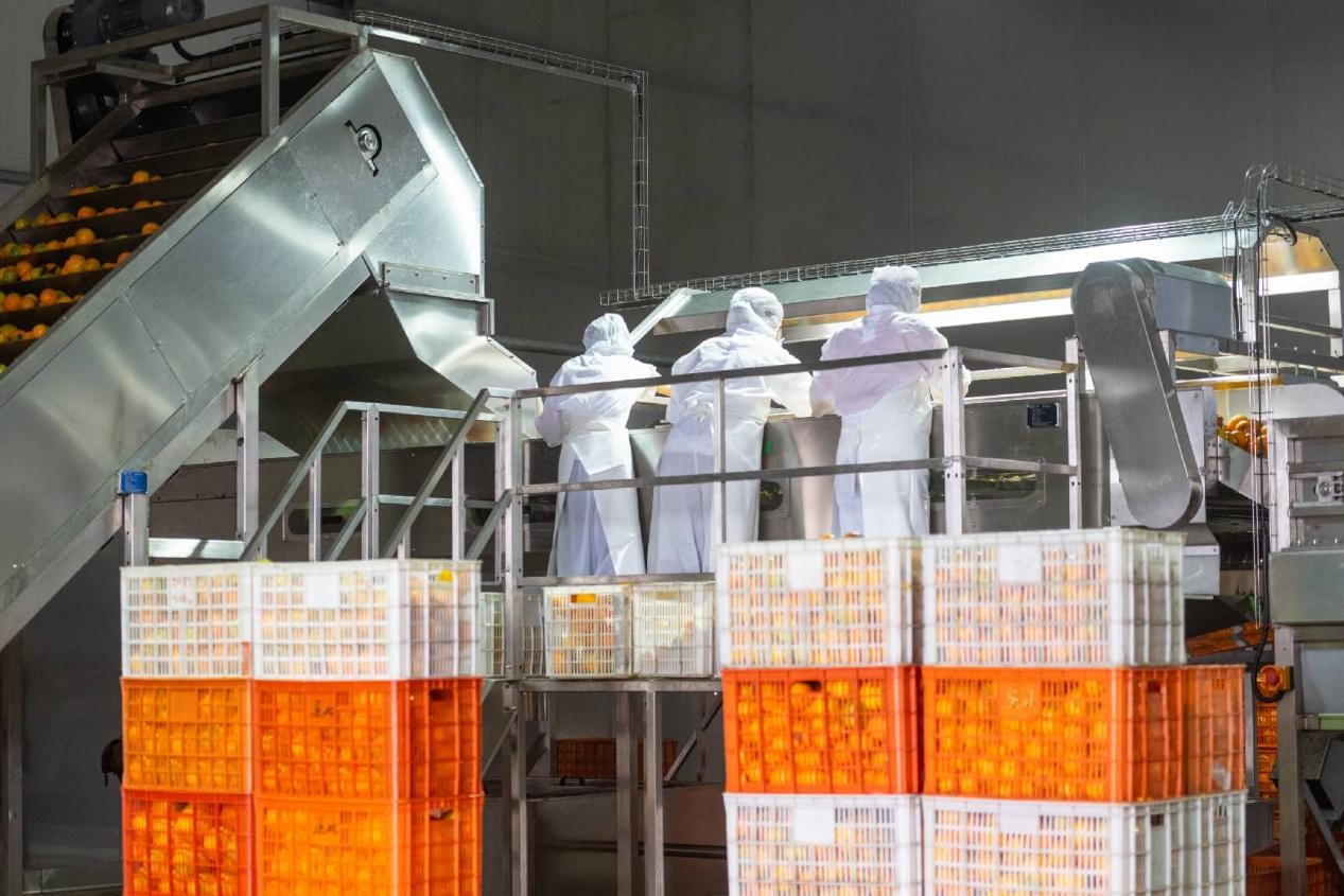 من الصين إلى العالم: الحمضيات الصغيرة تعبق في الأسواق الدولية