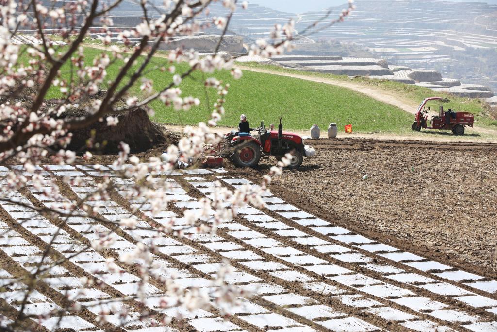 الصورة: الزراعة الربيعية في شمال غربي الصين