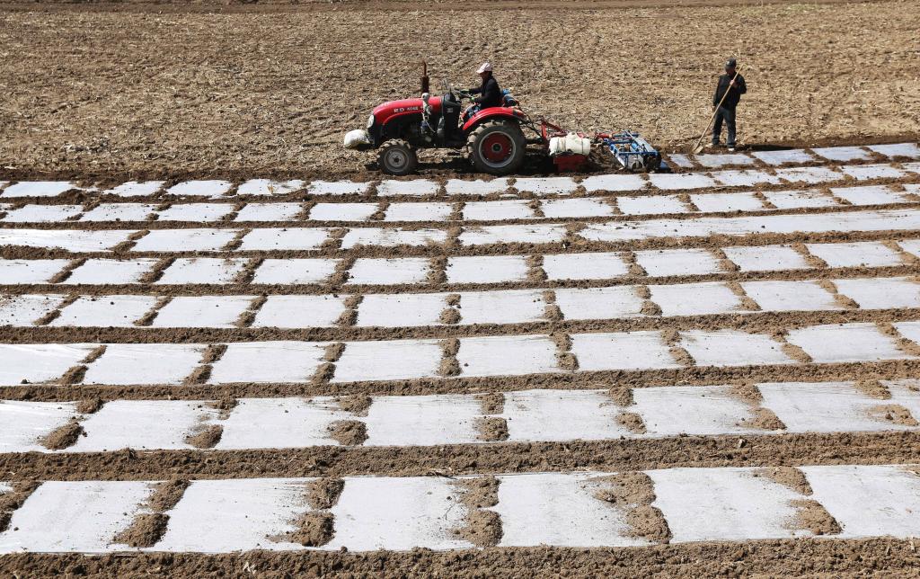 الصورة: الزراعة الربيعية في شمال غربي الصين