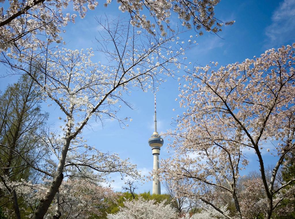 الصورة: تفتح الزهور في العاصمة الصينية بكين