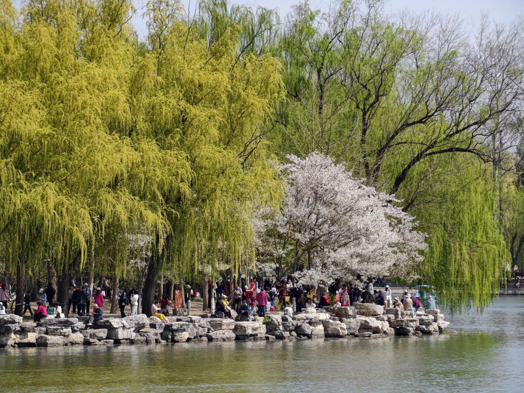 الصورة: تفتح الزهور في العاصمة الصينية بكين