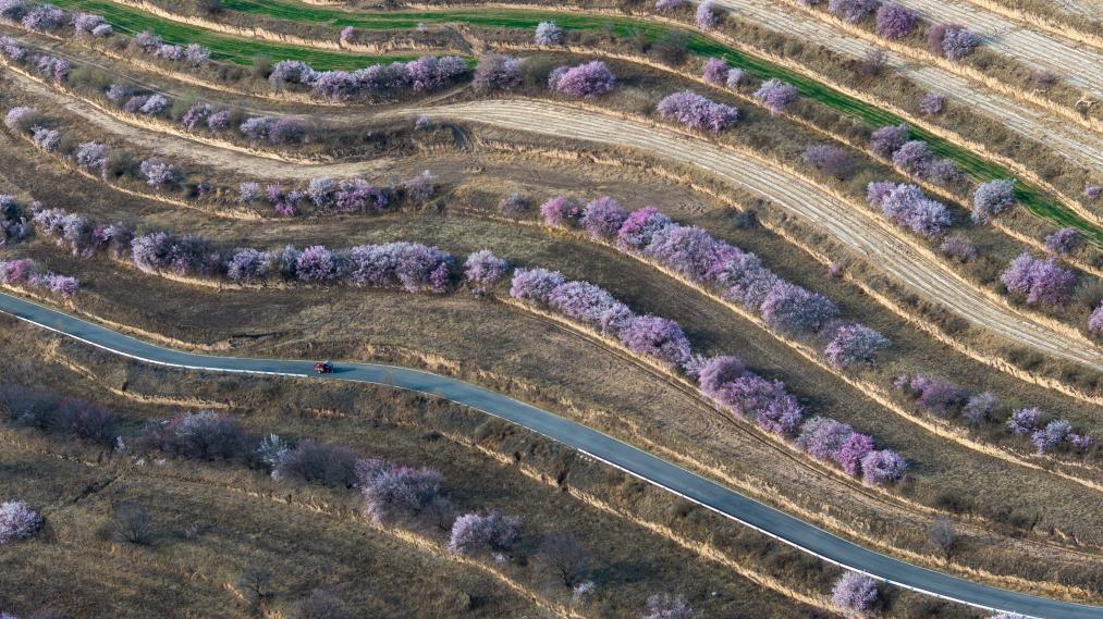 الصورة: مناظر الربيع الخلابة في شمال غربي الصين