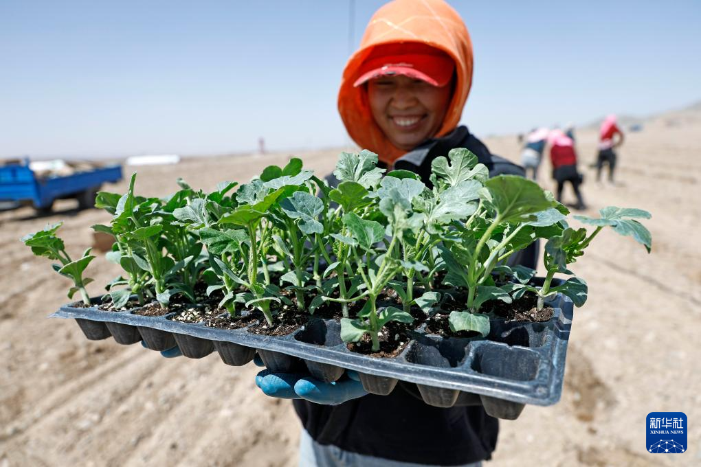 الصورة: زراعة بطيخ شيشا في منطقة نينغشيا ذاتية الحكم لقومية هوي بشمال غربي الصين