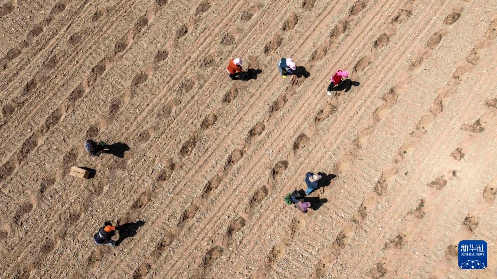 الصورة: زراعة بطيخ شيشا في منطقة نينغشيا ذاتية الحكم لقومية هوي بشمال غربي الصين