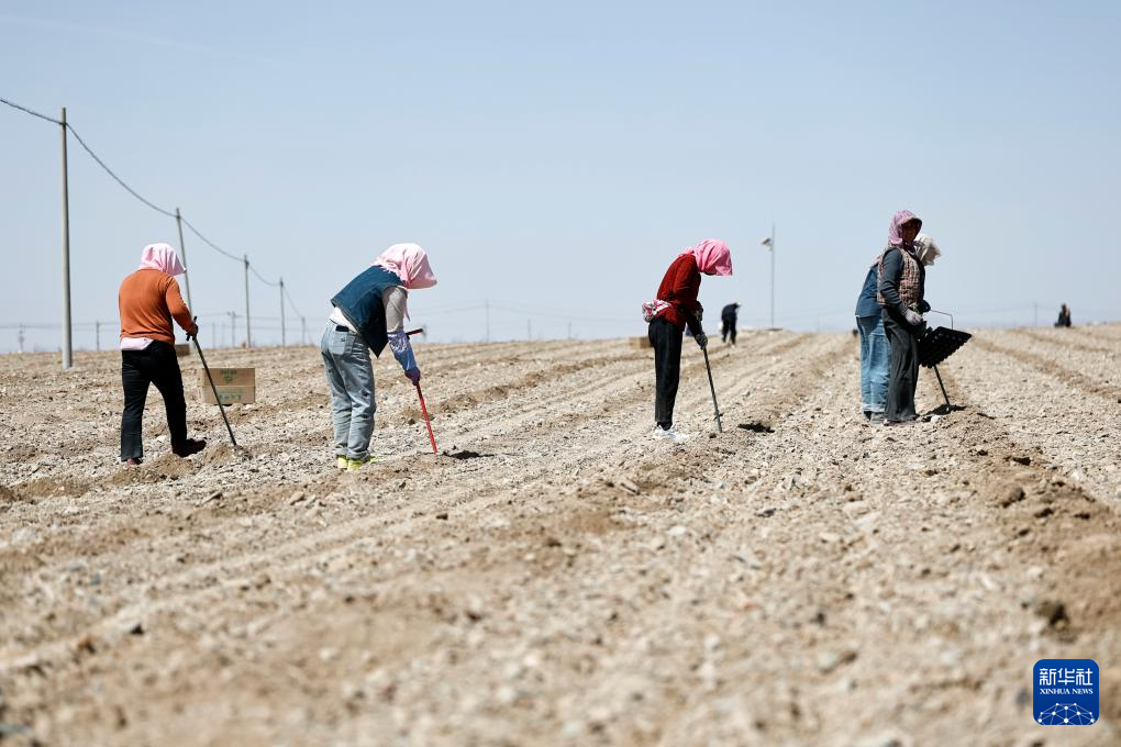 الصورة: زراعة بطيخ شيشا في منطقة نينغشيا ذاتية الحكم لقومية هوي بشمال غربي الصين
