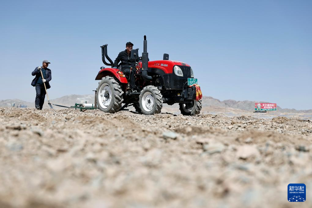 الصورة: زراعة بطيخ شيشا في منطقة نينغشيا ذاتية الحكم لقومية هوي بشمال غربي الصين