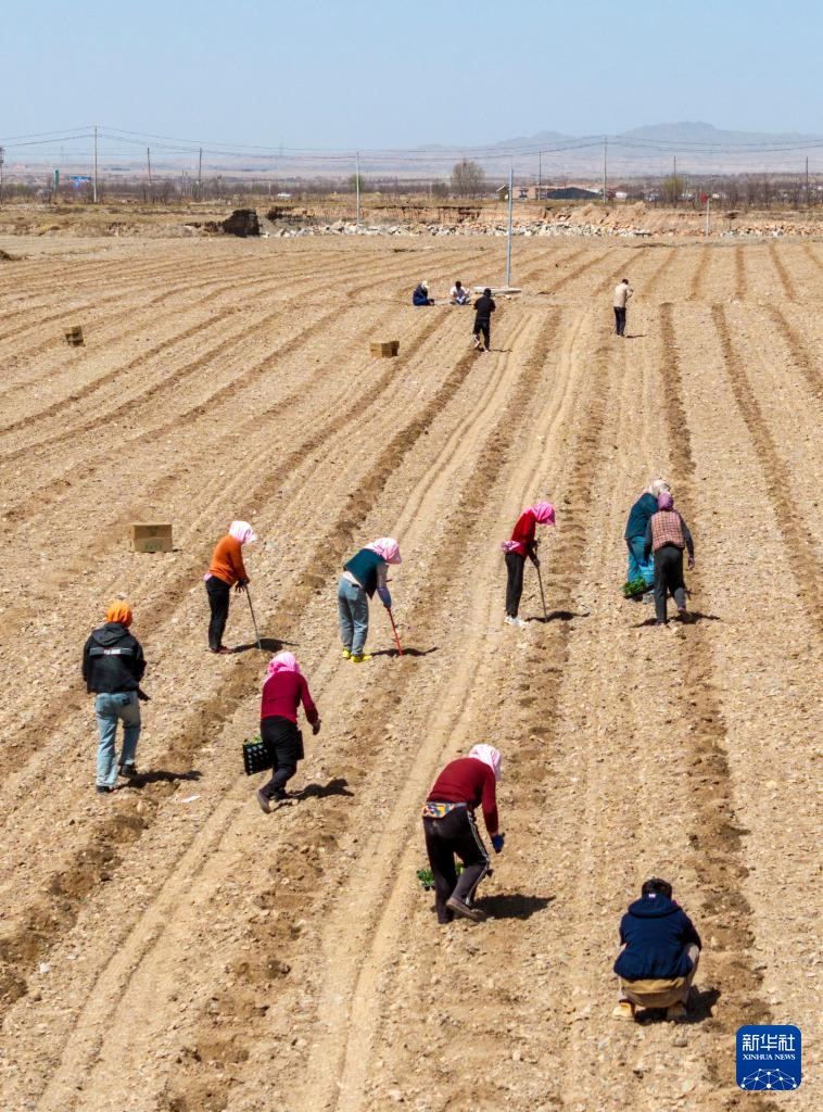 الصورة: زراعة بطيخ شيشا في منطقة نينغشيا ذاتية الحكم لقومية هوي بشمال غربي الصين