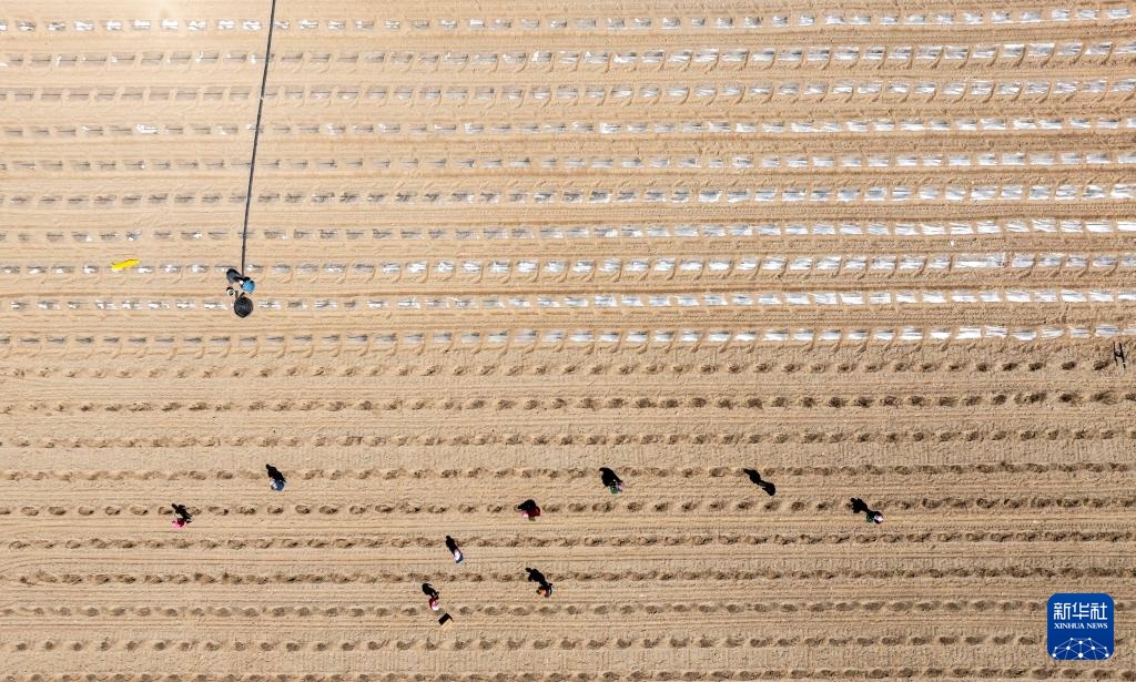 الصورة: زراعة بطيخ شيشا في منطقة نينغشيا ذاتية الحكم لقومية هوي بشمال غربي الصين