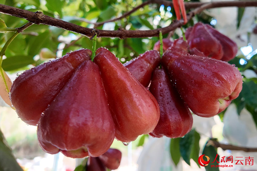 في مقاطعة يوننان: فاكهة تفاح الشمع، "ماء معدني ينمو على الأغصان"
