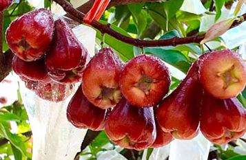 في مقاطعة يوننان: فاكهة تفاح الشمع، "ماء معدني ينمو على الأغصان"