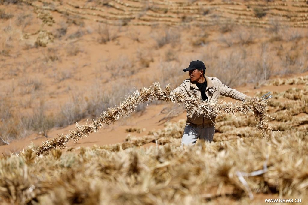 مكافحة التصحر في شمال غربي الصين