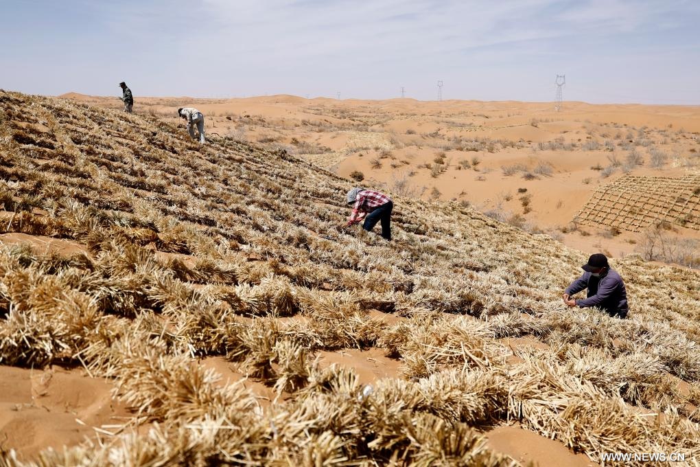 مكافحة التصحر في شمال غربي الصين